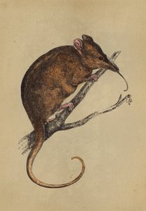 Tarsier à long museau