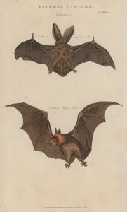 Grand Murin et Vampire - English School