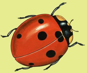 Veiller sur les coccinelles - English School