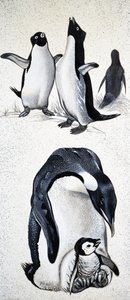 Regarder la nature : Qu