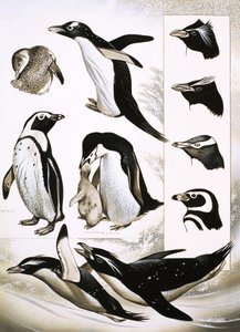 Regarder la Nature : Que sont les Manchots Sphéniscidés !