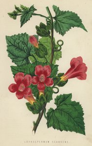 Lophospermum Scandens - English School