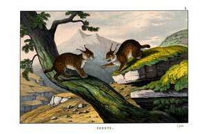 Lynx - English School