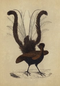 Oiseau-lyre - English School