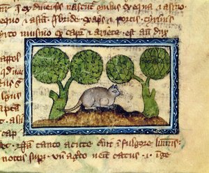 Un chat accroupi sur un monticule de terre, détail d