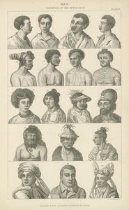 Homme. Variétés de la race humaine - English School