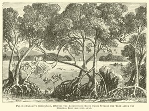 Mangrove (Rhizophora), montrant les racines adventives qui soutiennent l