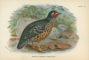 Caille peinte de Manipur