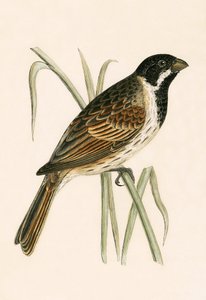 Bruant des marais, illustration de 