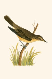 Fauvette des marais, illustration de 