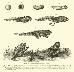 Métamorphoses de la grenouille - English School
