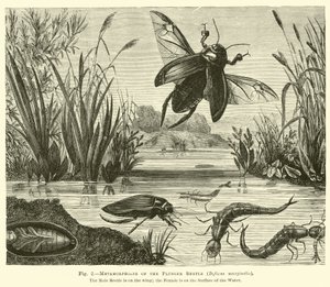 Métamorphoses du coléoptère plongeur, Dyticus marginalis