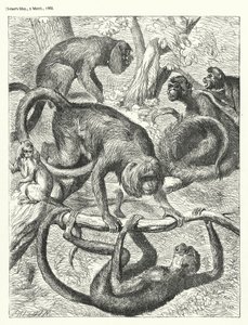 Singes