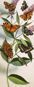Montage de papillons
