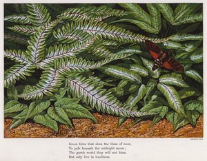 Papillon et fougères