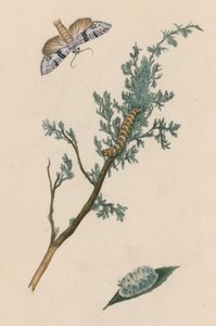 Papillon, chenille et chrysalide