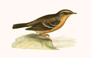 Accenteur montagnard, illustration de 