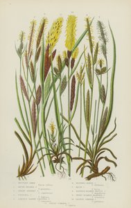 Carex des montagnes, Carex à tête ronde, Carex nain argenté, Carex à doigts, Plus grand carex à fruits duveteux