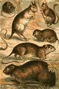 Souris, Gerboise, Rat, Rat musqué, Loir et Souris des champs - English School