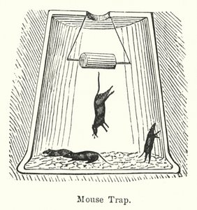 Piège à souris (gravure) - English School
