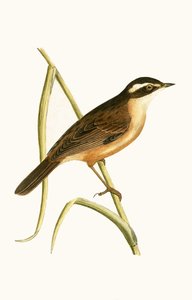 Fauvette moustachue, illustration de 