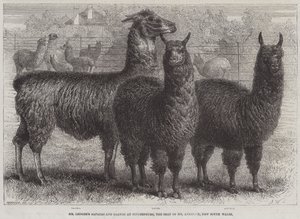 Les alpagas et lamas de M. Ledger à Sophienburg, la résidence de M. Atkinson, Nouvelle-Galles du Sud (gravure) - English School