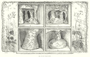 Les nids de guêpes de M. Stone (gravure) - English School