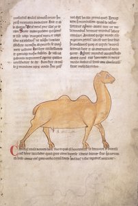 Ms.254 f.9r Camel from a bestiary in Latin, English, early 13th century (manuscript)