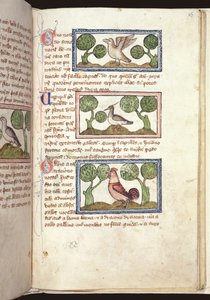 Ms 379, f.25r : Trois oiseaux au sol, d