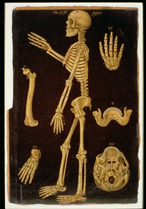 Ms Hunter 364 Table III Dissection, des Tables Anatomiques, par John Banister (1540-1610)