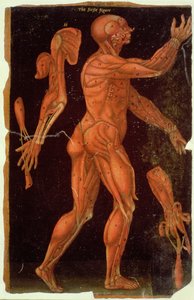 Table VIII Dissection, des Tables Anatomiques, par John Banister