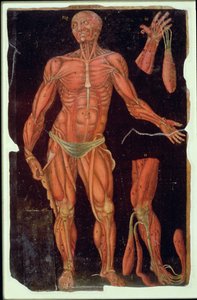 Ms Hunter 364 Table VII Dissection, des Tables Anatomiques, par John Banister (1540-1610)