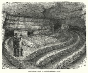 Couches de champignons dans des grottes souterraines (gravure) - English School