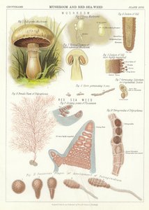 Champignon et algue rouge