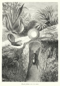 Mygale fodiens et son Nid - English School