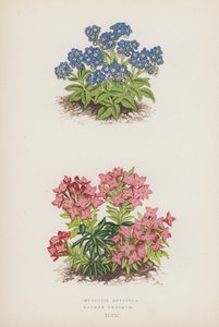 Myosotis Rupicola; Daphne Cneorum