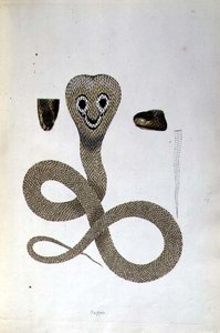 Nagoo Snake de 