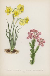 Narcissus Juncifolius; Menziesia Empetriformis