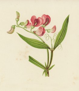 Gesse à feuilles étroites, Lathyrus Sylvestris - English School
