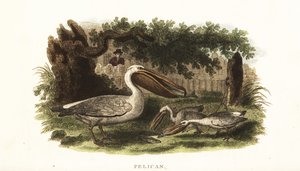 Méthode de pêche des Amérindiens avec des pélicans - English School