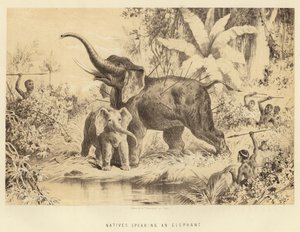 Indigènes harponnant un éléphant