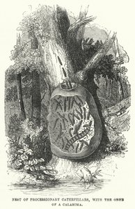 Nid de chenilles processionnaires, avec la larve d