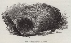 Nid du Menura Alberti (gravure)
