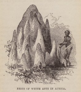 Nids de termites blancs en Afrique - English School