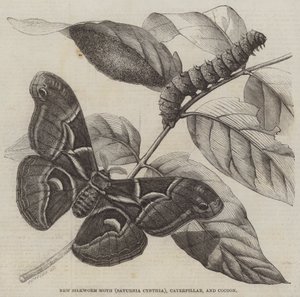 Nouveau papillon de ver à soie (Saturnia Cynthia), chenille et cocon - English School