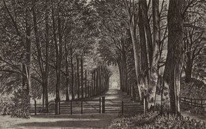 Newbury : Avenue, Highclere Park (litho) - English School