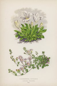 Nierembergia Rivularis; Linaria Villosa - English School