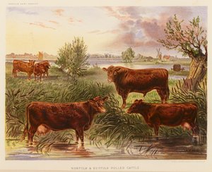 Bétail sans cornes de Norfolk et Suffolk - English School
