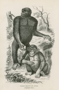 Nshiego Mbouve et Jeune, Troglodytes Calvu