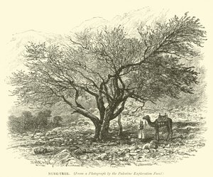 Nubk-Tree - English School